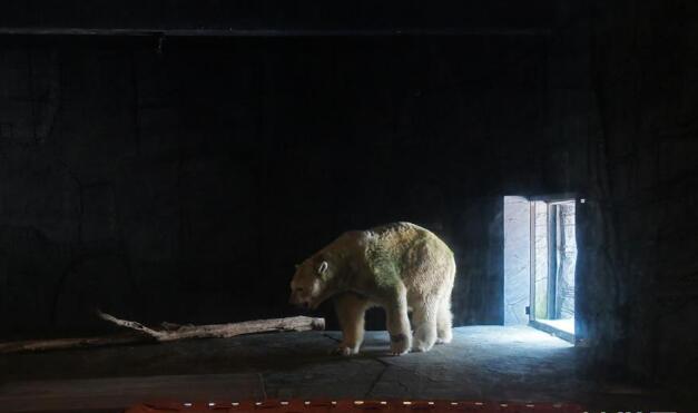 世界上首只在热带出生的北极熊被安乐死